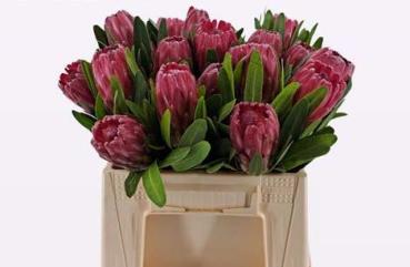 Vollsortiment - Protea rosea